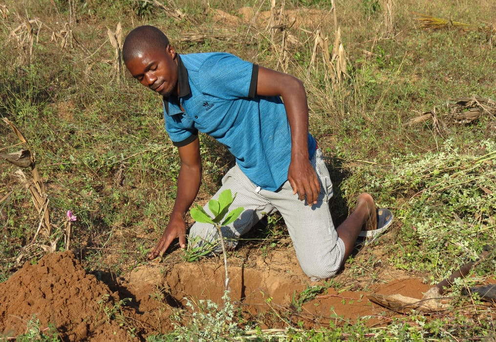 Plant cashew to sink carbon