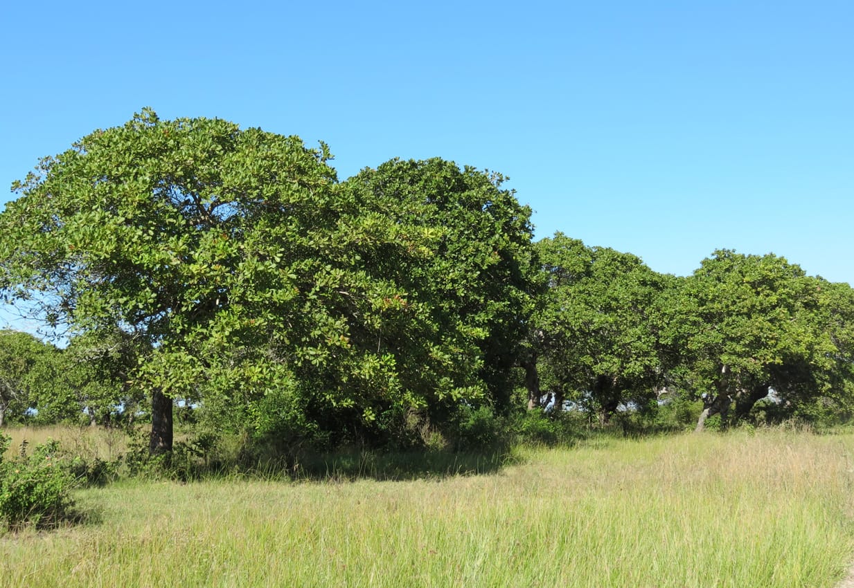 Cashew plantation agroecosystem model