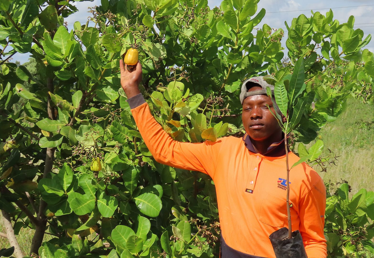 CO2 Offset Club Cashew Plantation