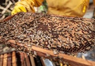Supporting beekeepers