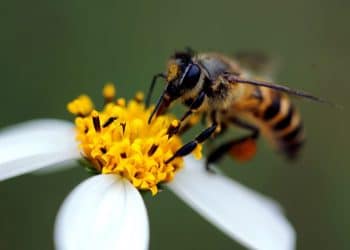 macro photography of bee Med e1576375056620