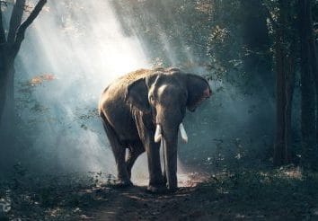 view of elephant in water 247431 e1577921430532