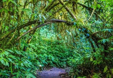 green leaf trees 90480 med 1 e1577741308292