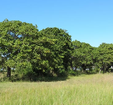 cashew-tree-agroforest