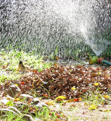 Baglafecht-weaver-shower