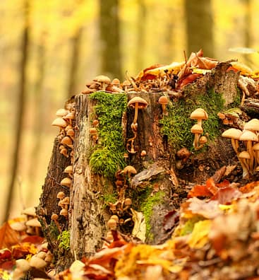 Mushroom-regenerating