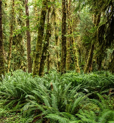 Natural-regenerating-forest
