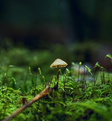 Organic-regeneration-wildlife