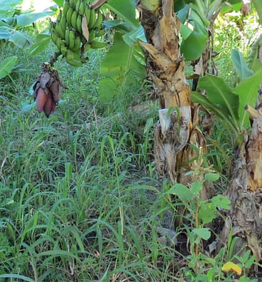 Sustainable-banana-farm