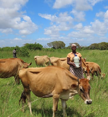 Empowering local women through sustainable dairy farming in Mozambique.