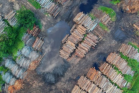 bird-s-eye-view-of-woodpile-1268076-484x323