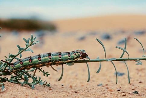 selective-focus-photography-of-caterpillar-2592001
