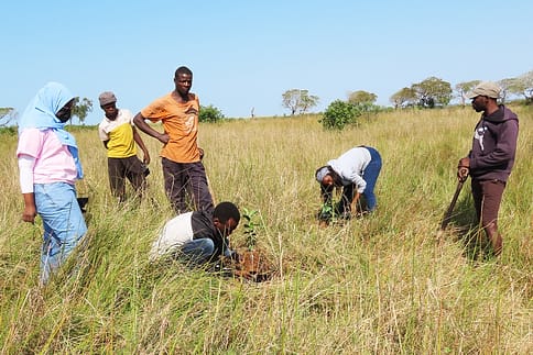 Green-Carbon-Tech-guava-tree-plantation Green Carbon Tech guava plantation