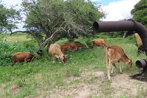 Sustainable-Free-range-Jersey-Cows Sustainable-Free-range-Jersey-Cows
