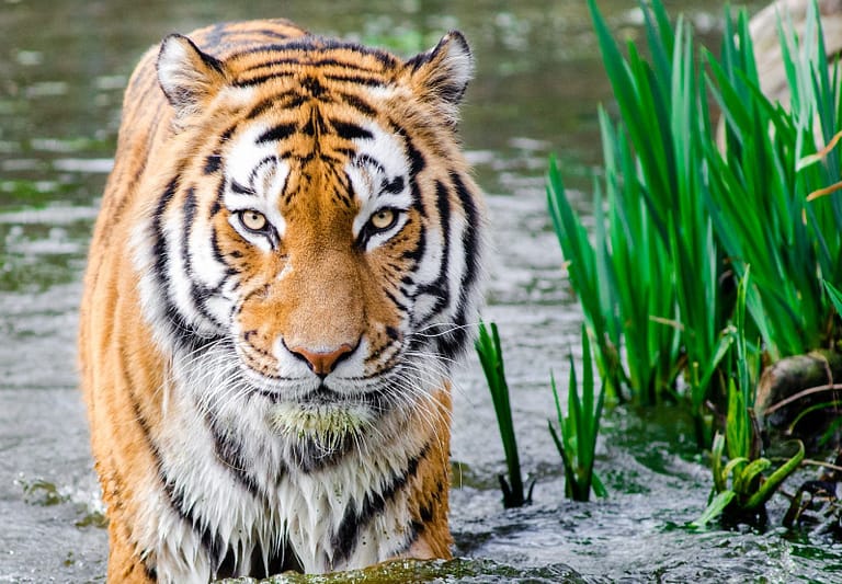 bengal tiger half soak body on water during daytime 145939 e1576374443539