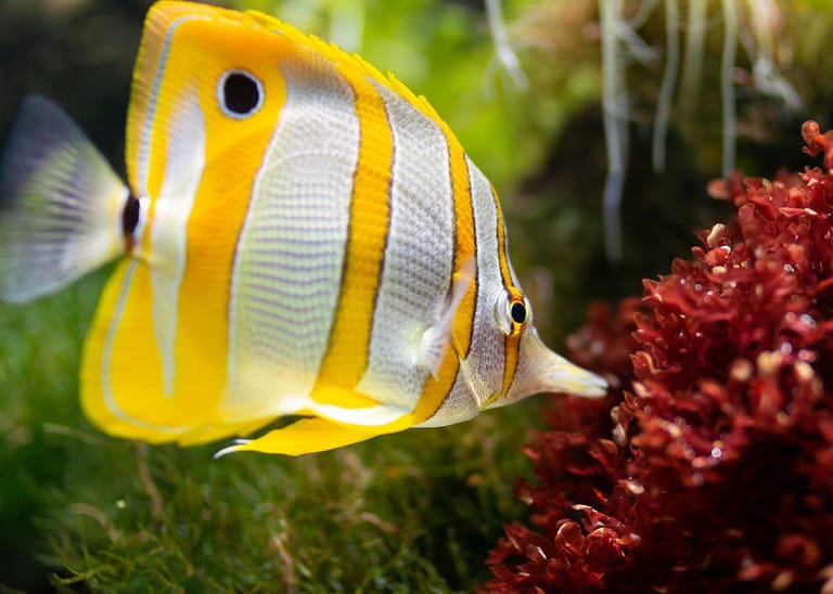 yellow and white fish med e1576374968674