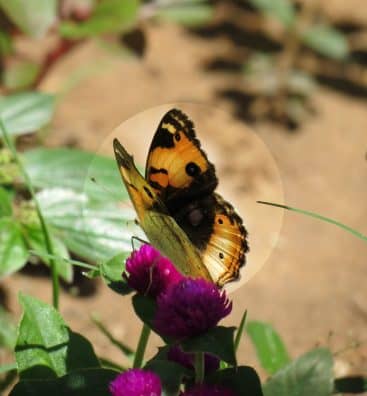 Junonia-hierta-butterfly