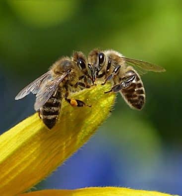 bee-sipping-nectar-on-flower-during-daytime-144252