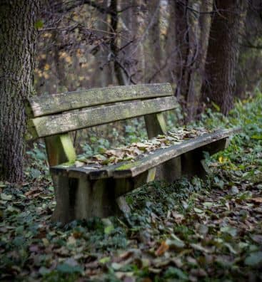 bench-in-regenerating-forest