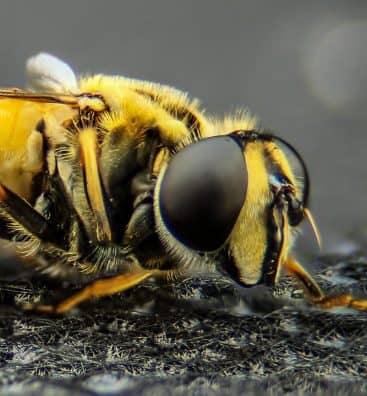 macro-photo-of-yellow-wasp-1123349