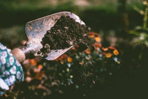 person-digging-on-soil-using-garden-shovel-484x323