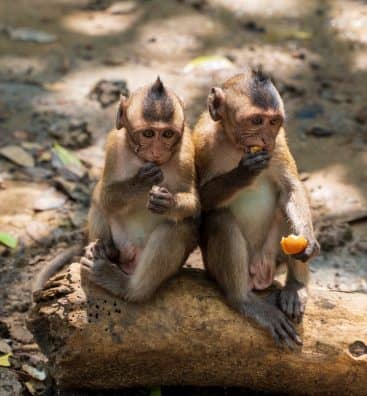 photo-of-two-monkeys-sitting-on-rock-2830780