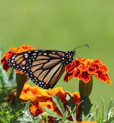 selective-focus-photography-of-monarch-butterfly-perched-on-1212693