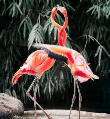 two-pink-flamingos-1181181