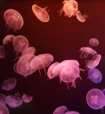 underwater-photo-of-jellyfish-1272887