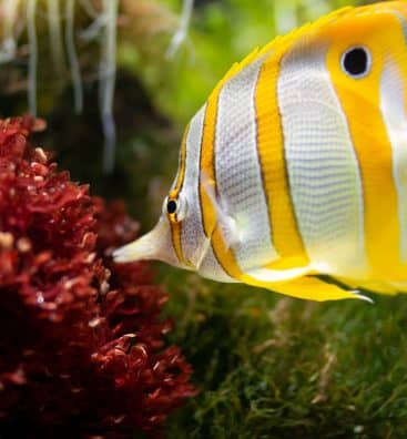 yellow-and-white-fish-med